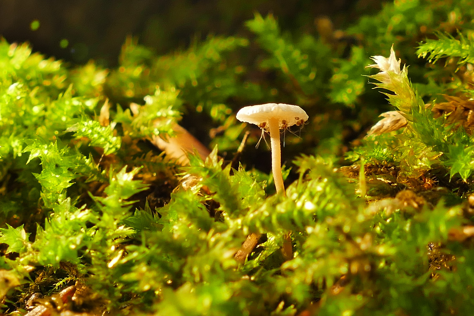 Leben am Waldboden