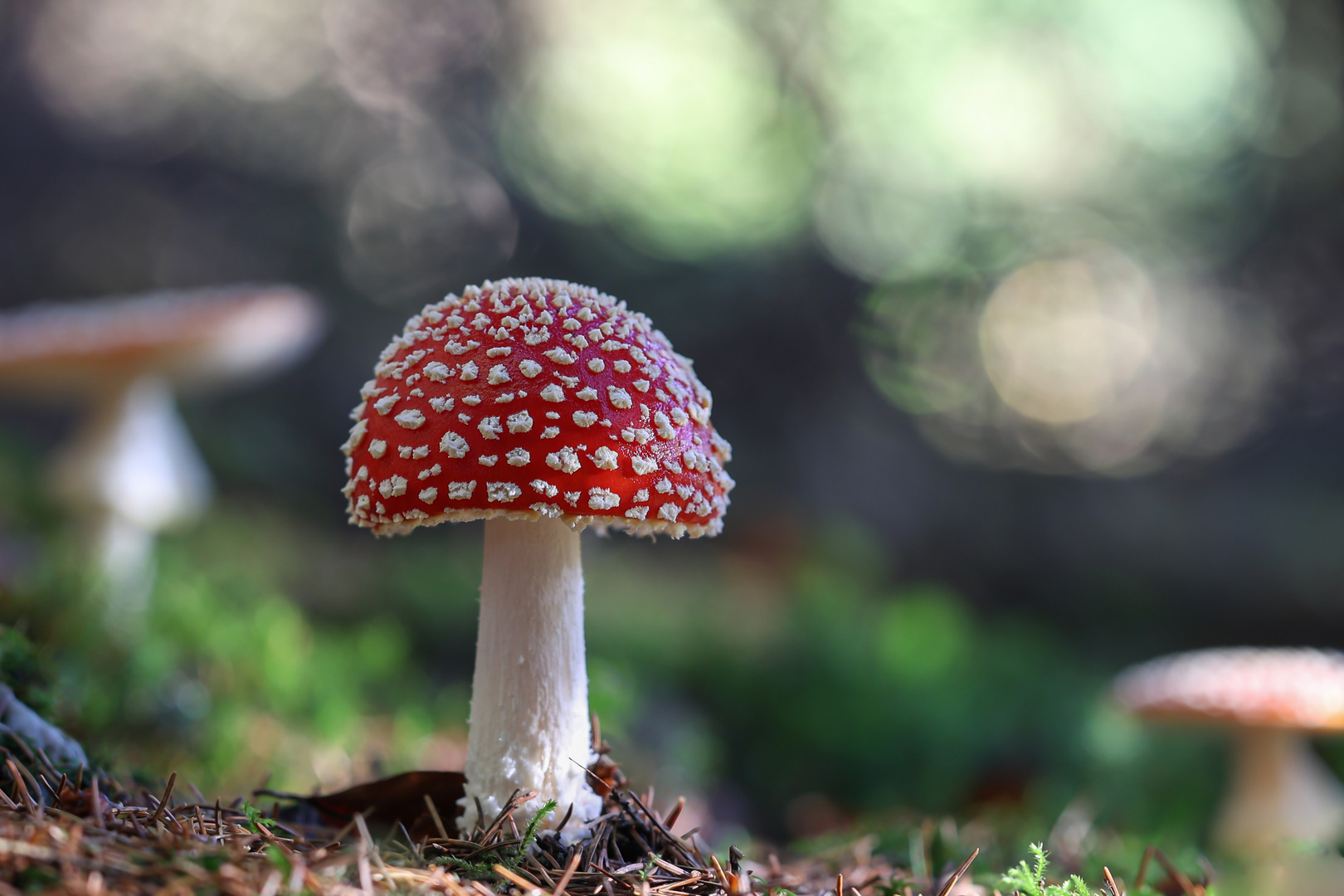 Leben am Waldboden