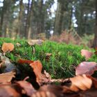 Leben am Waldboden