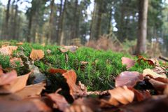 Leben am Waldboden