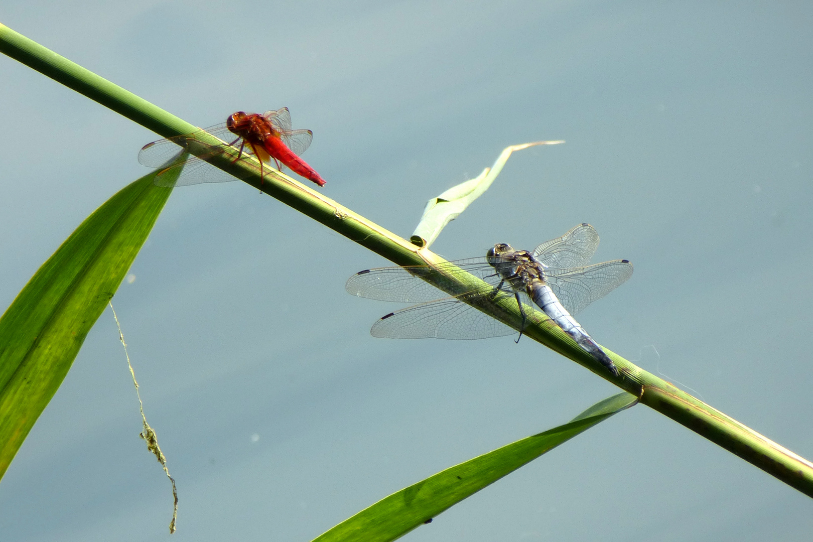 Leben am Wasser (2)