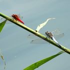 Leben am Wasser (2)