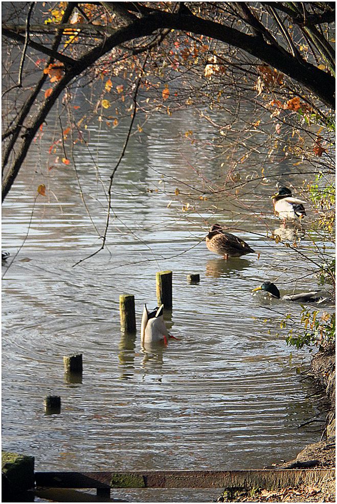 Leben am Wasser