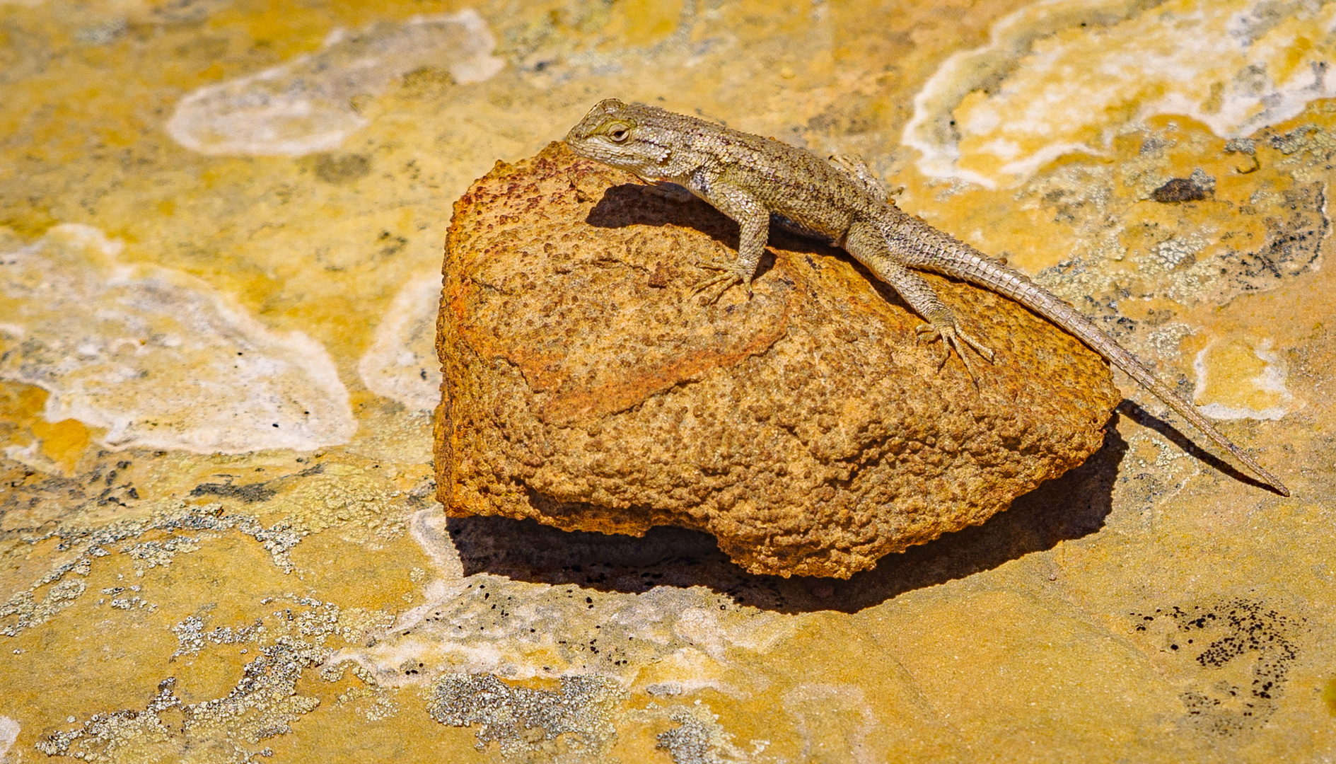 Leben am Yellow-Rock