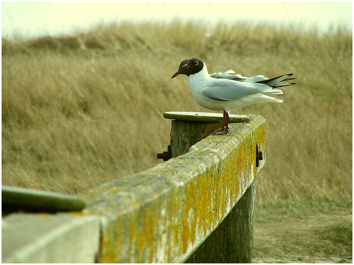 Leben an der Nordsee