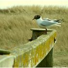 Leben an der Nordsee