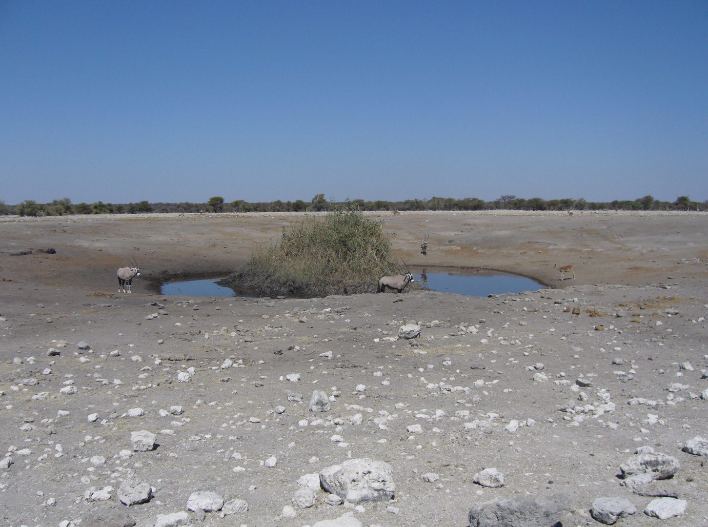 Leben an der Wasserstelle im Ethosha  (3)