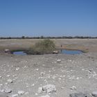 Leben an der Wasserstelle im Ethosha  (3)