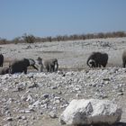 Leben an der Wasserstelle im Ethosha  (5)