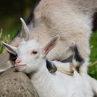 Leben auf dem Bauernhof