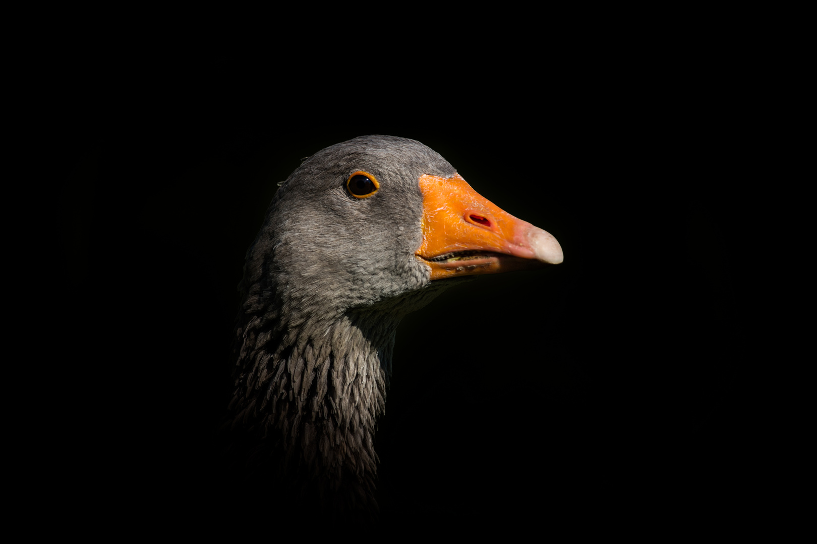 Leben auf dem Bauernhof - Gans