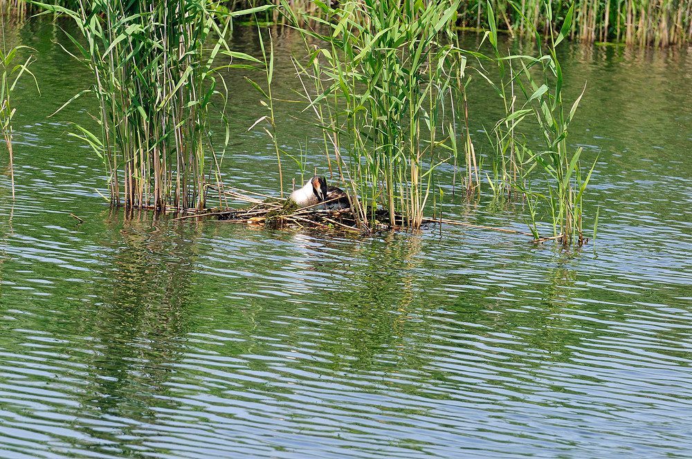 Leben auf dem Federsee