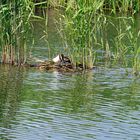 Leben auf dem Federsee