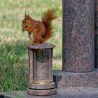 Leben auf dem Friedhof