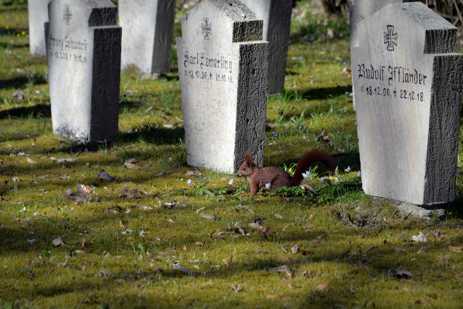 Leben auf dem Friedhof