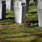 Leben auf dem Friedhof