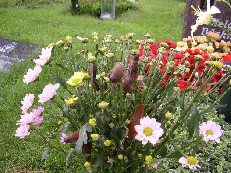 Leben auf dem Friedhof