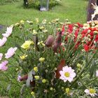 Leben auf dem Friedhof