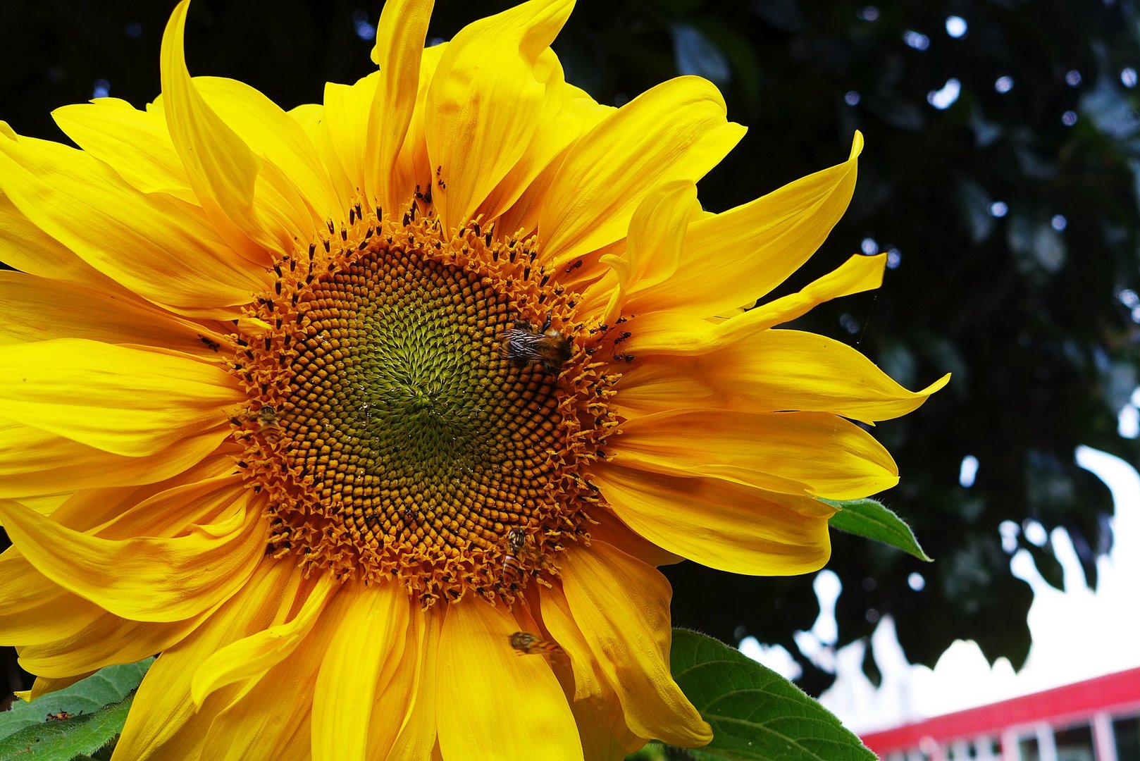 Leben auf dem "Kleinplaneten" Sonnenblume