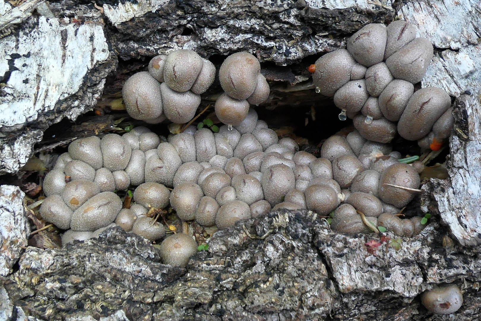 Leben auf dem morschen Birkenast 2