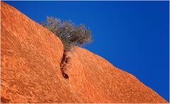 Leben auf dem Uluru