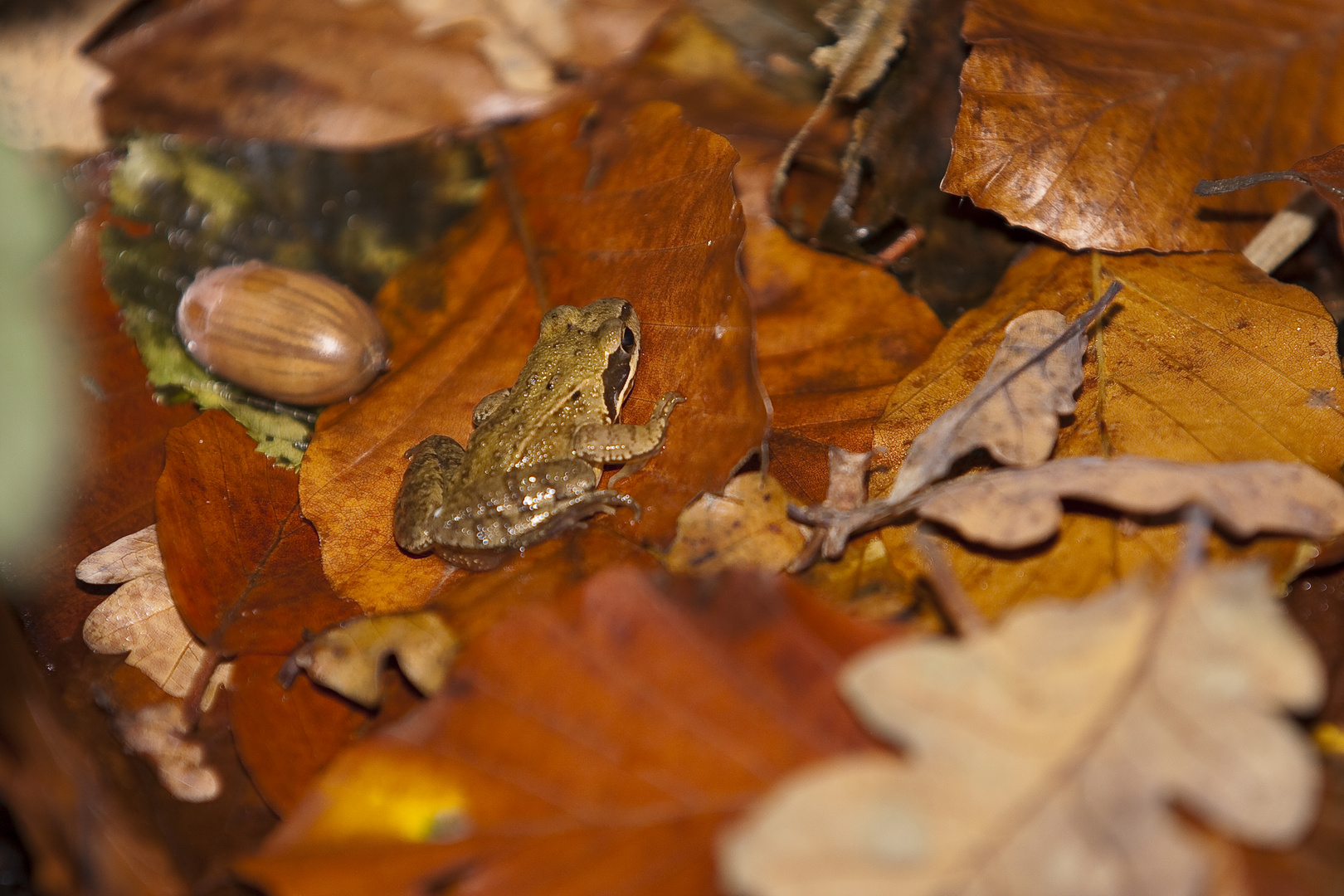 Leben auf dem Waldboden