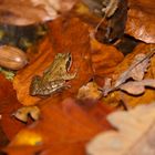 Leben auf dem Waldboden