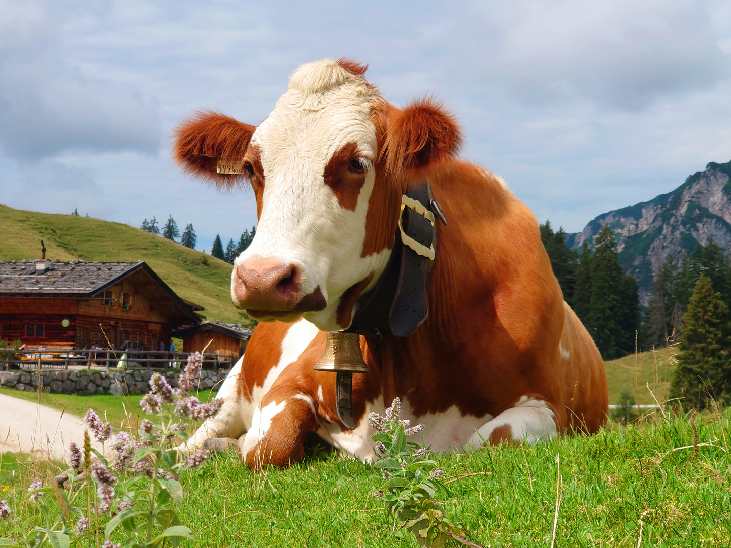 Leben auf der Alm