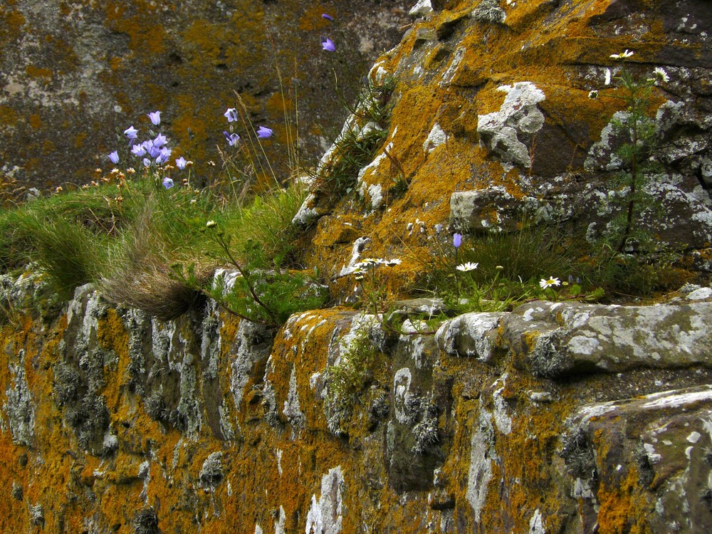 Leben auf der Mauer