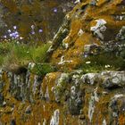 Leben auf der Mauer