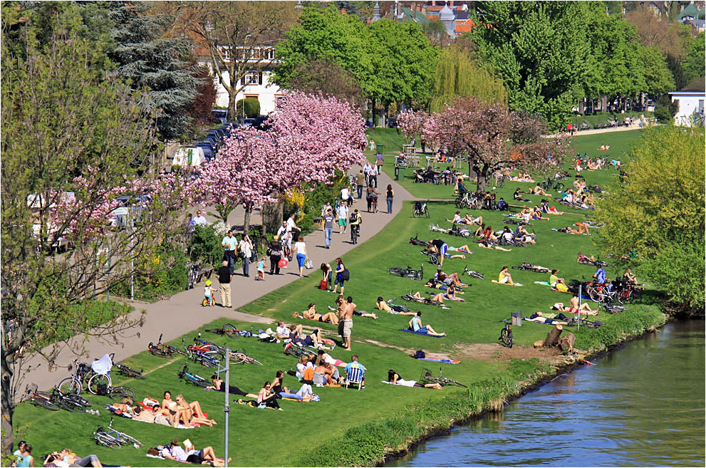 Leben auf der Neckarwiese