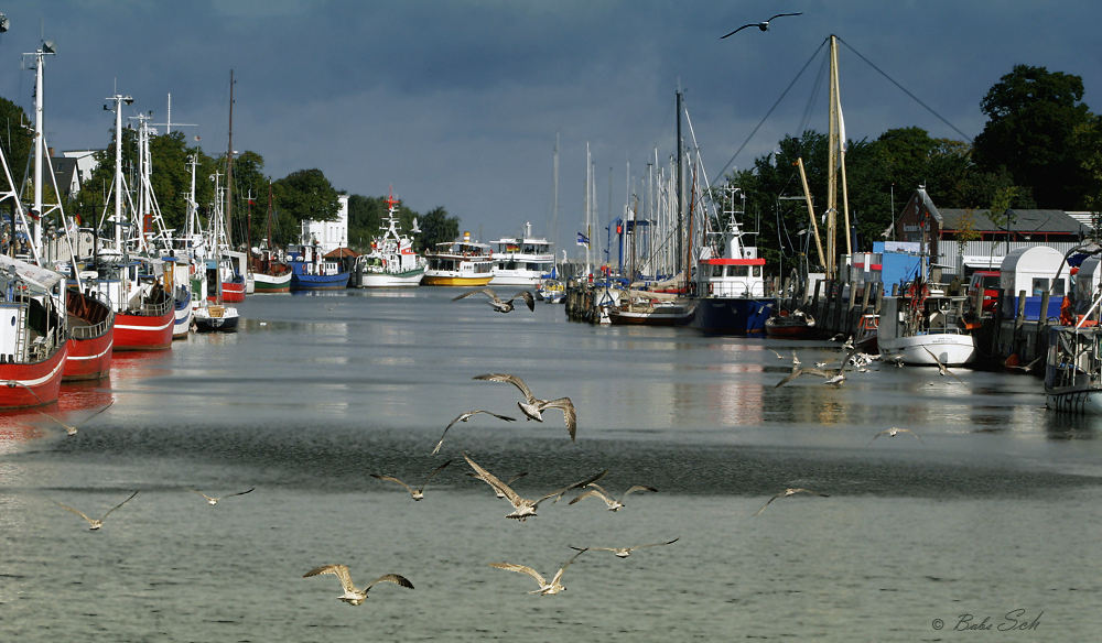 Leben auf der Warnow