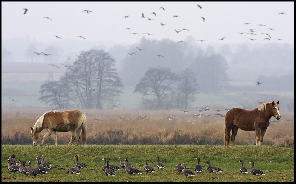 Leben auf der Wiese..