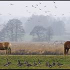 Leben auf der Wiese..