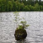 Leben auf engstem Raum, oder Überlebenskampf?   Drei Jahre später.