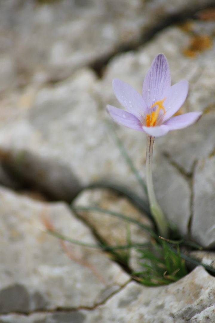 Leben auf kargem Fels