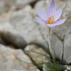 Leben auf kargem Fels