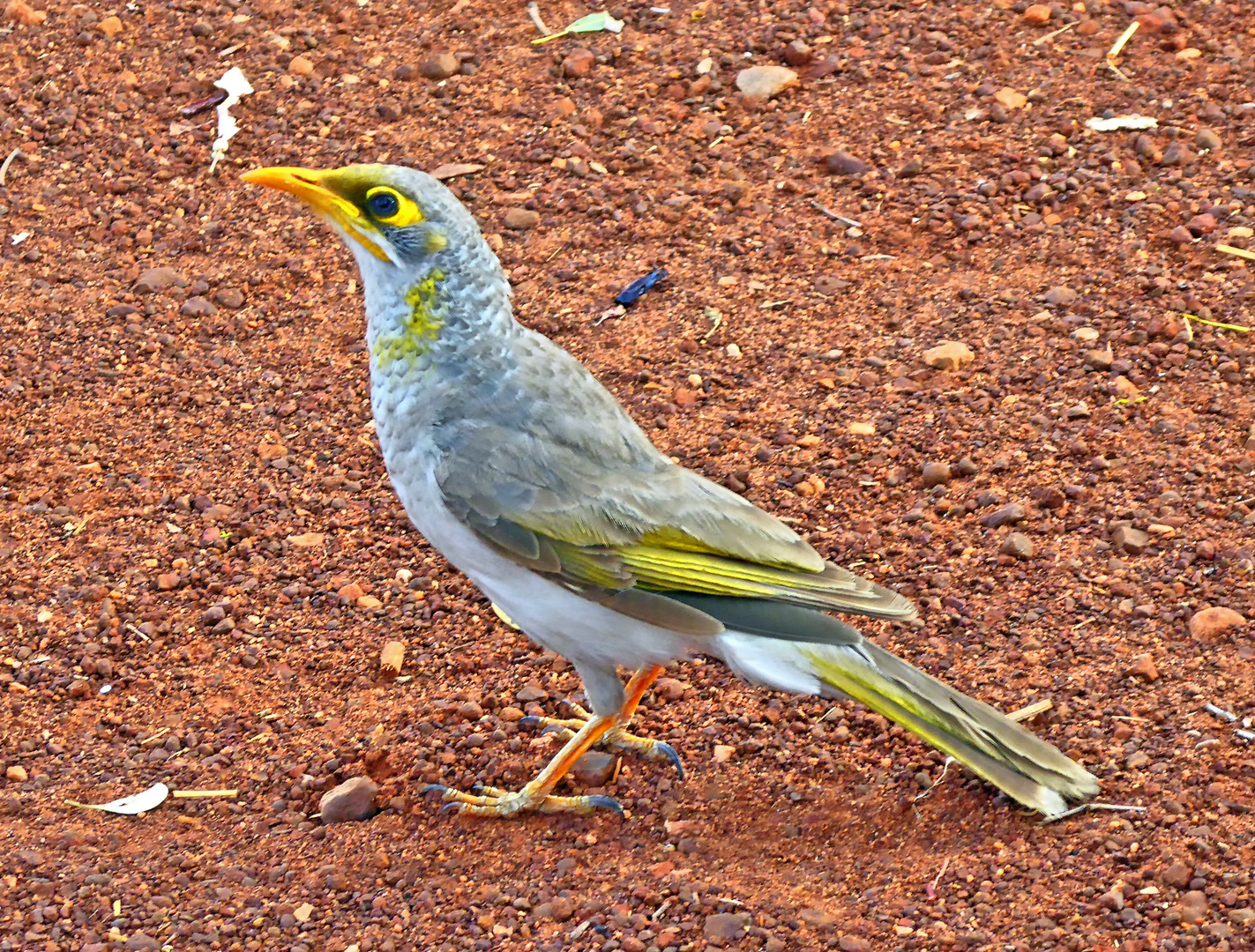 Leben auf kargem Grund - ein yellow-throated miner