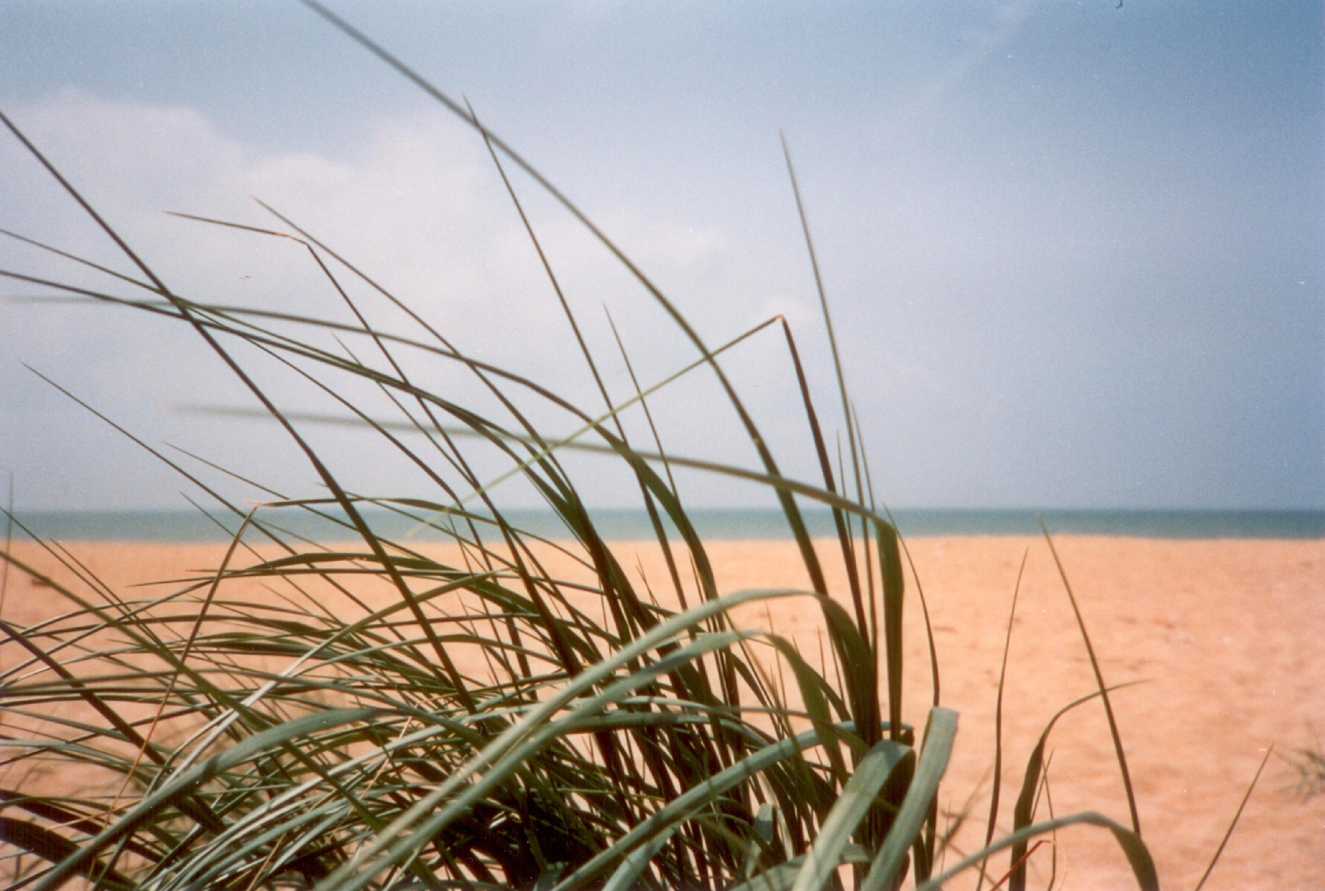 Leben aus dem Sand