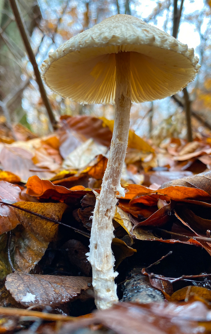 Leben aus dem Waldboden