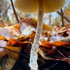 Leben aus dem Waldboden