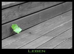 leben