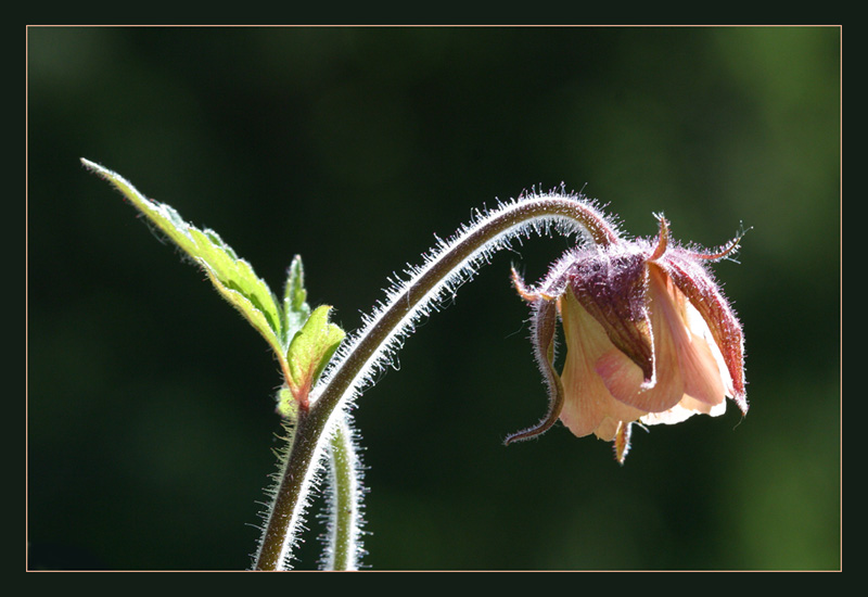 Leben einer Blume