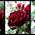 Leben einer Rose