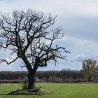 Leben, einzeln und frei (I)