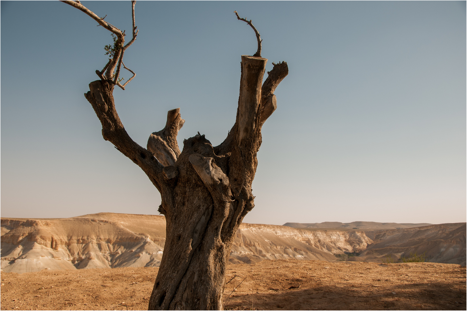 ~~ Leben erwacht in der Negev Wüste ~~