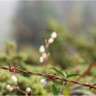 Leben hinterm Stacheldraht