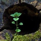 Leben im Baum