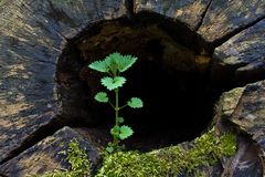 Leben im Baum