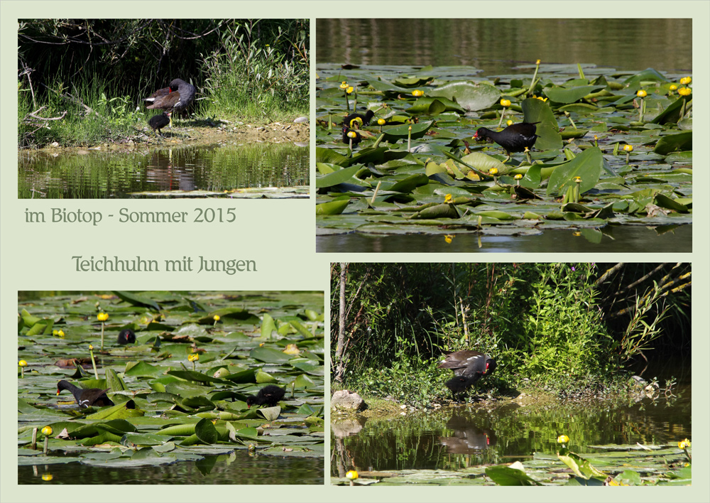 Leben im Biotop (1)